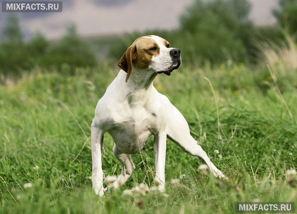 15 лучших охотничьих пород собак