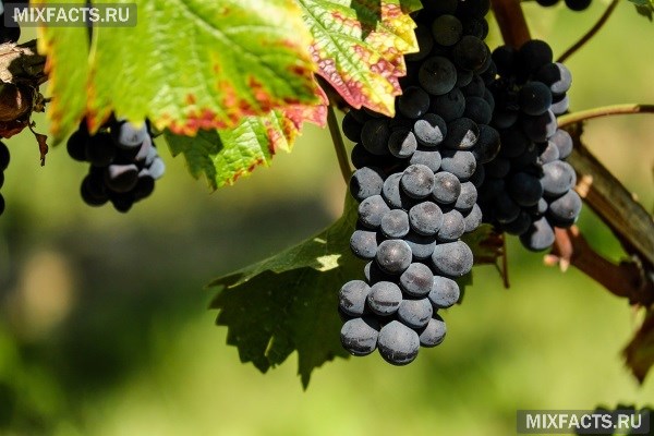 Описание сортов винограда  