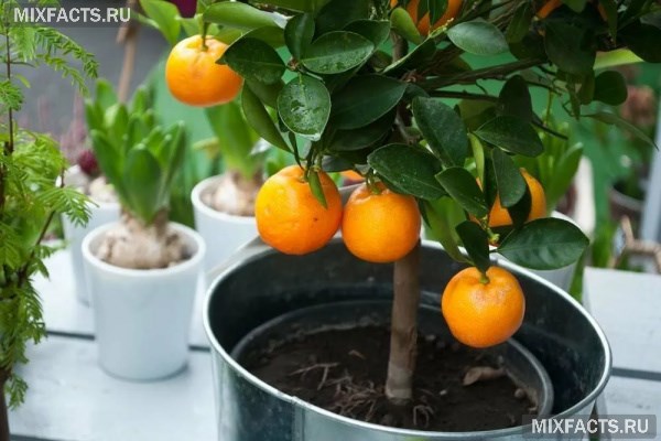 Растения для зимнего сада – список лучших вариантов для частного дома и квартиры 