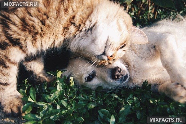 Как вывести блох у кошки и собаки быстро и эффективно? 