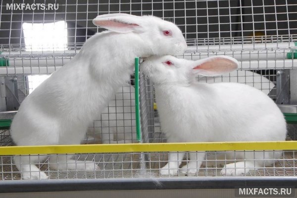 Как разводить кроликов – породы, правила содержания, выгода 