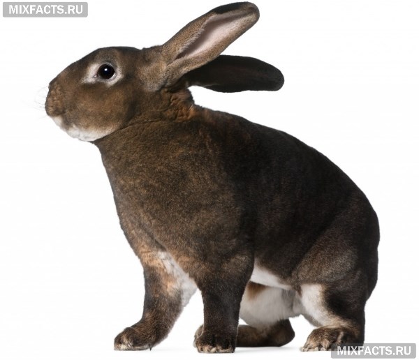 Как разводить кроликов – породы, правила содержания, выгода 