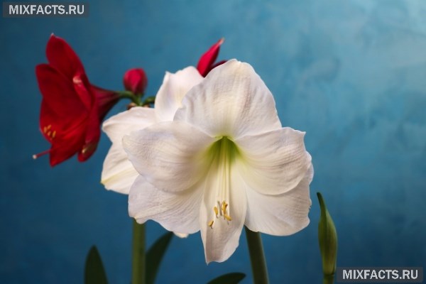 Амариллис - уход в домашних условиях за комнатным цветком