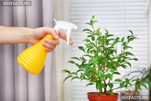 Способы применения янтарной кислоты для комнатных растений   