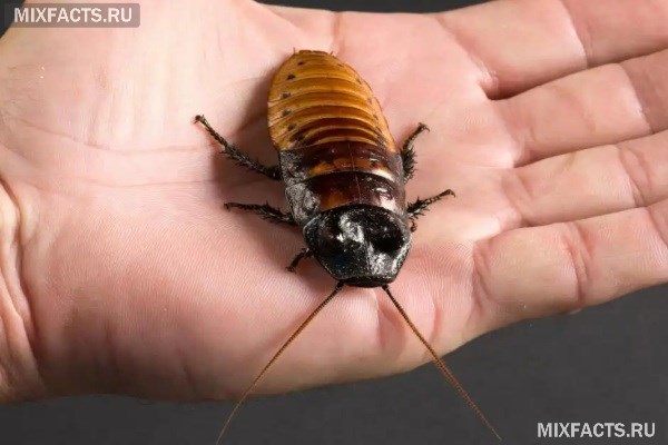 Содержание мадагаскарских тараканов в домашних условиях