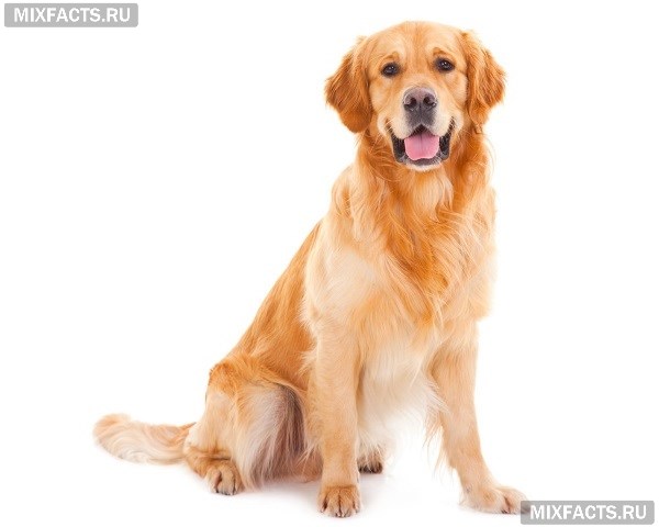 Самые популярные пушистые породы собак  