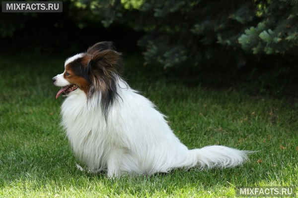 Папийон – описание породы собак с фото  