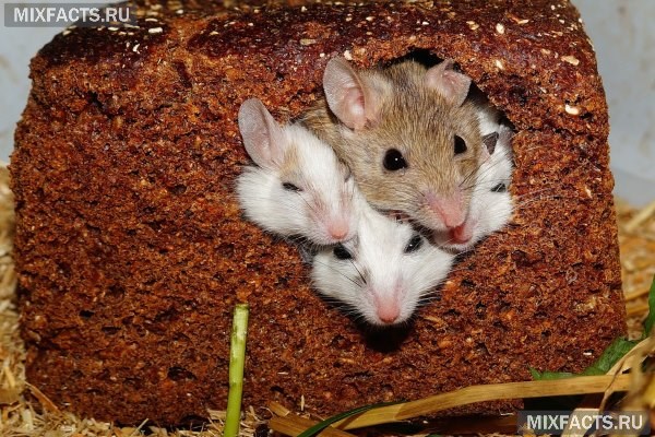 Как избавиться от мышей в частном доме, на дачном участке и в квартире? Обзор эффективных средств  