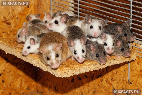 Как избавиться от мышей в частном доме, на дачном участке и в квартире? Обзор эффективных средств  