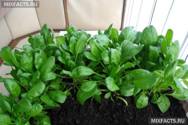 Как вырастить листовой салат, шпинат и кинзу дома на подоконнике