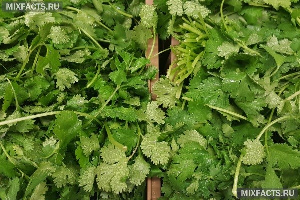 Как вырастить листовой салат, шпинат и кинзу дома на подоконнике