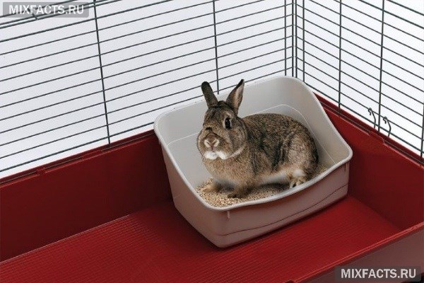 Как ухаживать за декоративным кроликом в домашних условиях?