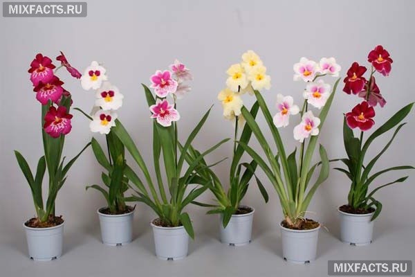 Орхидеи После Магазина