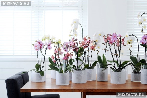 Как ухаживать за орхидеей в домашних условиях после покупки?