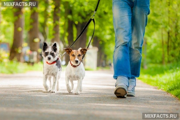 Как гулять с собакой - продолжительность, количество и места для прогулок 