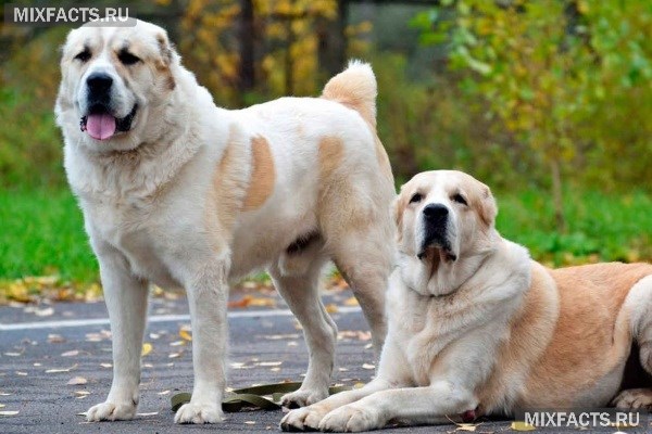 Очень Большие Собаки Фото