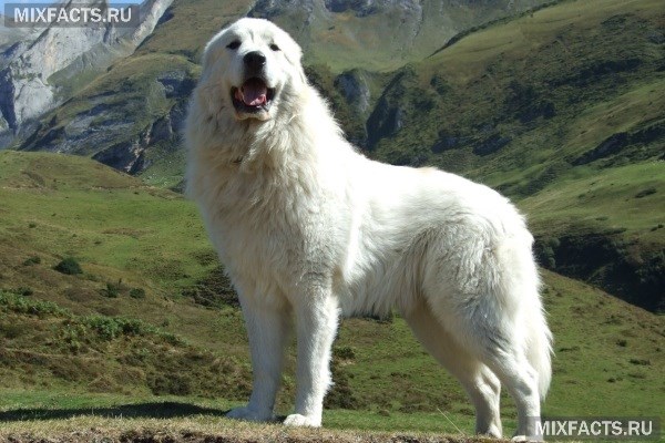 Самые большие породы собак в мире 