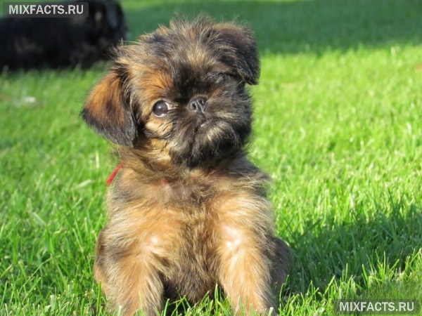 Самые маленькие породы собак в мире – названия с фото 