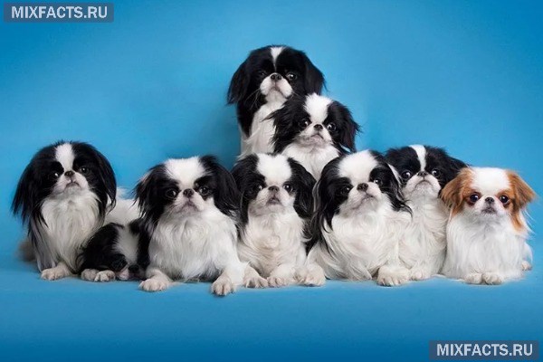 Самые маленькие породы собак в мире – названия с фото 