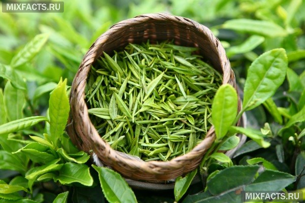 Хороший сорт зеленого чая: посадка и уход