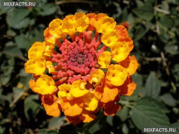 Самые красивые цветы в мире – название с фото