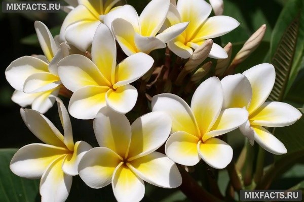Самые красивые цветы в мире – название с фото