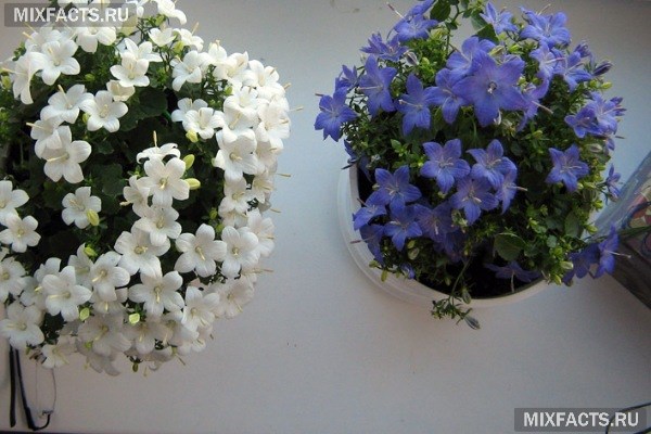 Комнатный цветок Невеста – как организовать правильный уход?