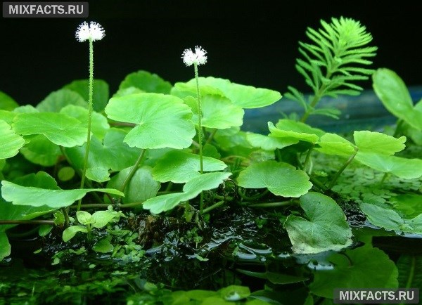 Растения для аквариума – живые и искусственные варианты оформления водного пространства 