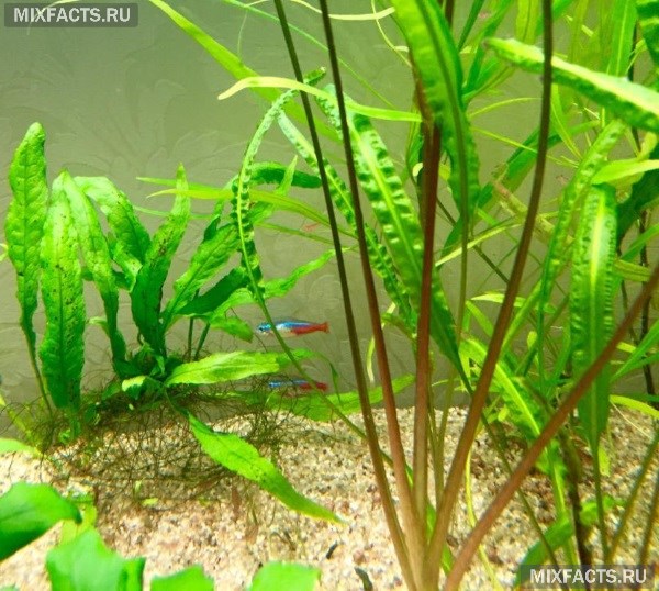 Растения для аквариума – живые и искусственные варианты оформления водного пространства 