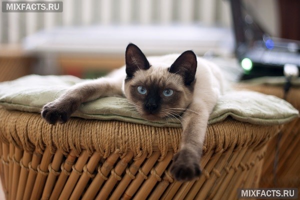 Тайская кошка – описание породы, характер, уход