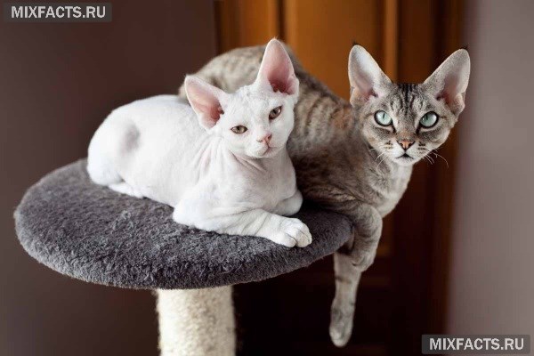 Породы лысых кошек с фотографиями 