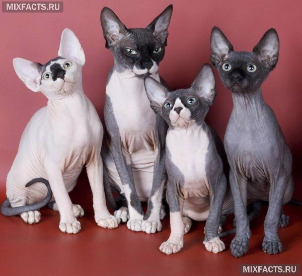 Породы лысых кошек с фотографиями 