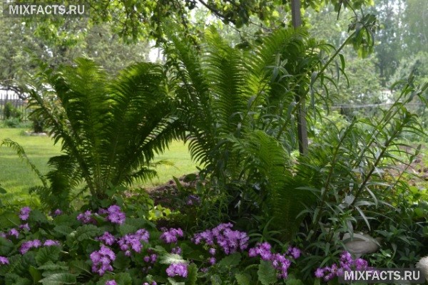 Тенелюбивые растения для сада - названия с фото
