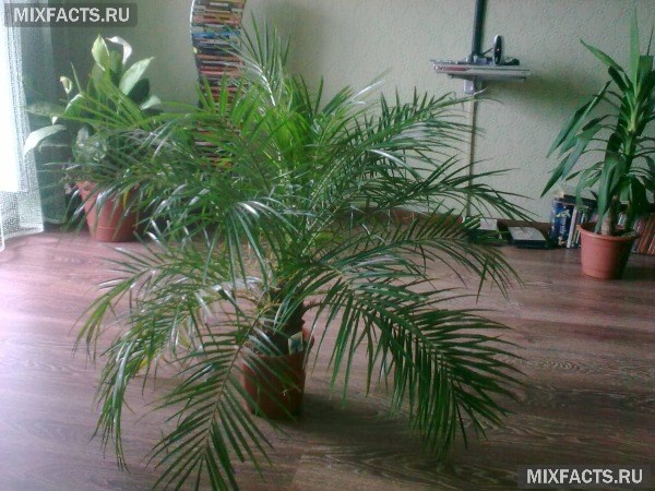 Уход за пальмой Хамедорея в домашних условиях - как пересадить, размножить и вырастить растение 