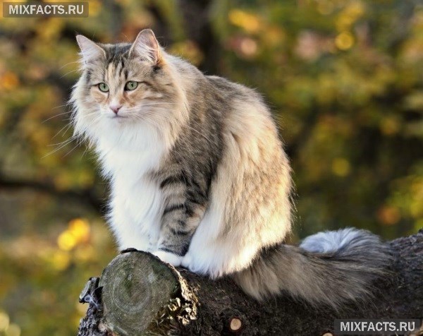 Норвежская лесная кошка - описание породы с фото 