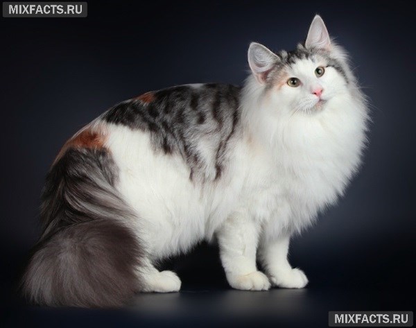 Норвежская лесная кошка - описание породы с фото 