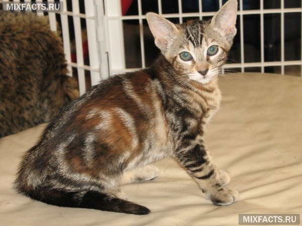 Кошка серенгети – описание породы, уход, фото 