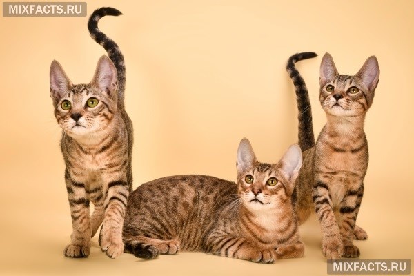 Кошка серенгети – описание породы, уход, фото 