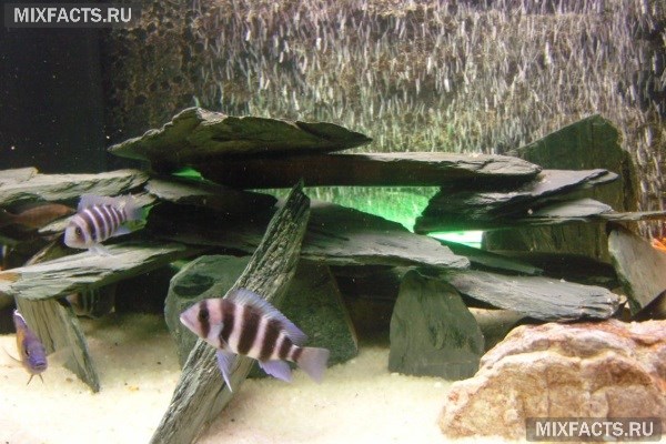 Какие камни можно использовать в аквариуме и как за ними ухаживать? 