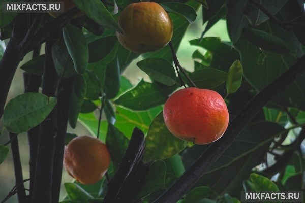 Уход за мандариновым деревом в домашних условиях и способы выращивания  