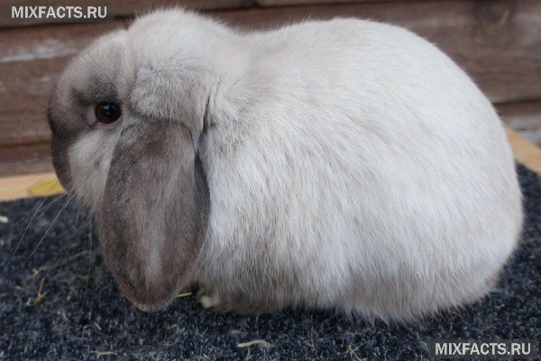 Вислоухие кролики бараны – уход и содержание в домашних условиях