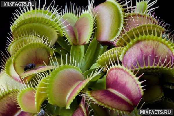 Самые необычные растения в мире – названия с фото  