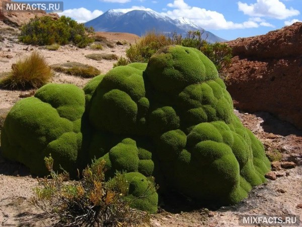 Самые необычные растения в мире – названия с фото  
