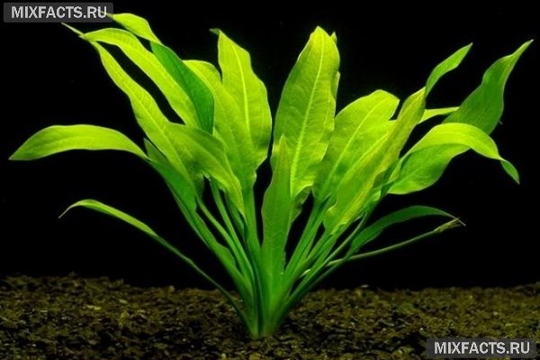 Какие аквариумные растения можно выращивать в гравии?