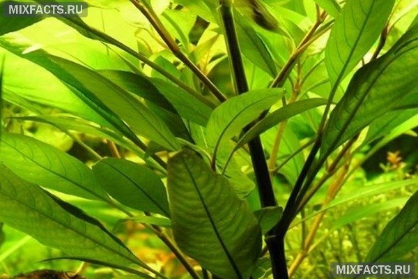 Какие растения можно посадить в аквариум - описание с фото 