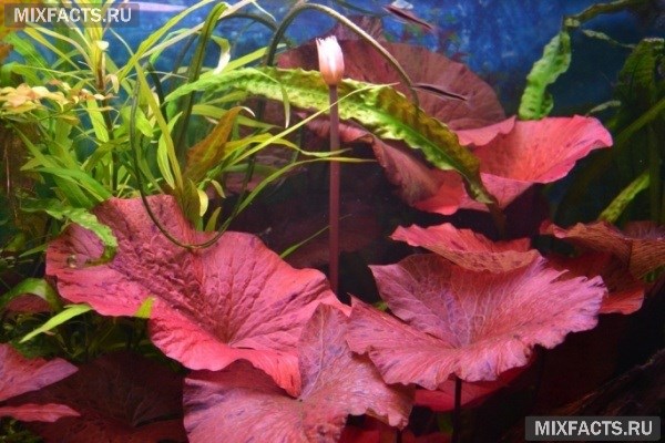 Какие растения можно посадить в аквариум - описание с фото 