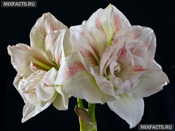 Лучшие луковичные домашние цветы – названия с фото 