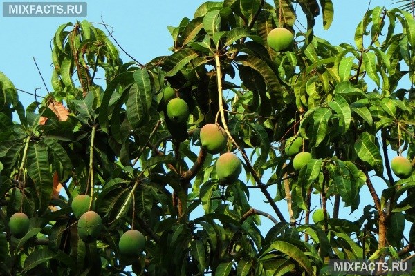 Масло манго – полезные свойства и применение в косметологии 