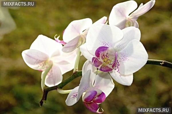 Как избавиться от белых жучков на орхидее?  