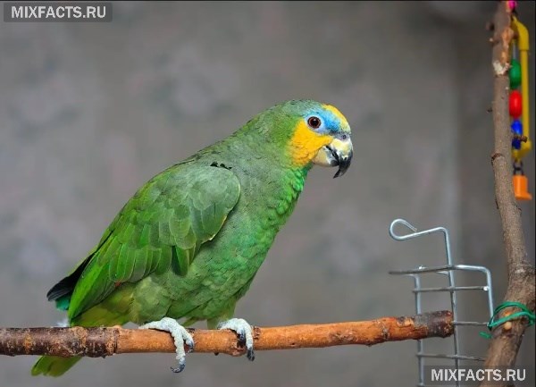 Породы попугаев для домашнего содержания с фото  